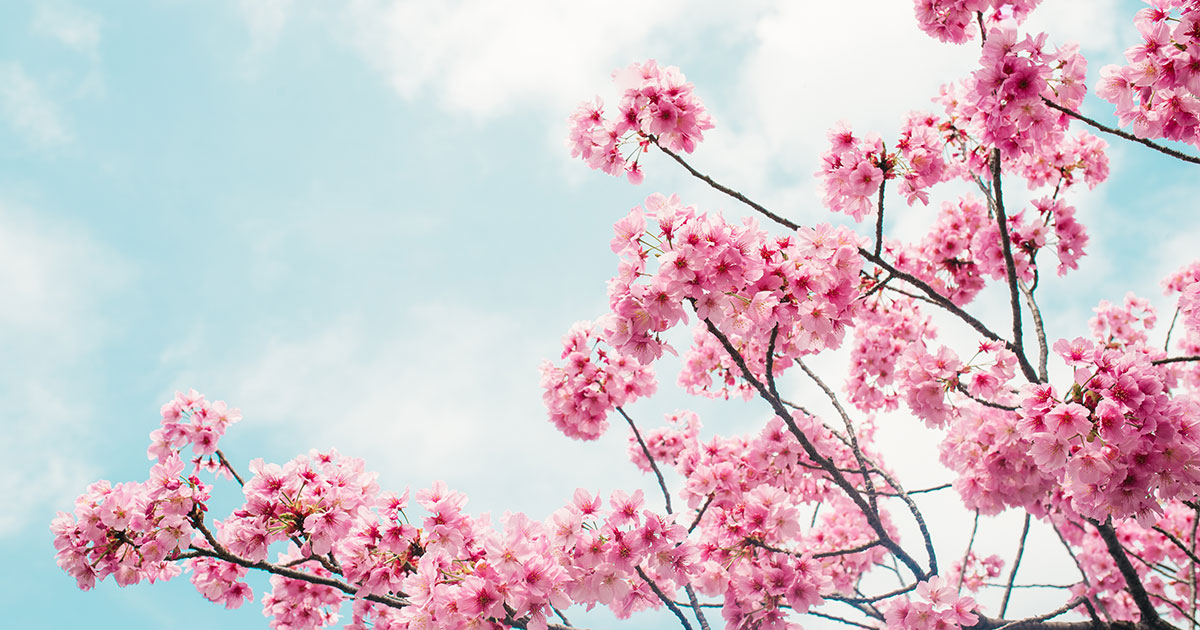 Virtual Cherry Blossom Experience