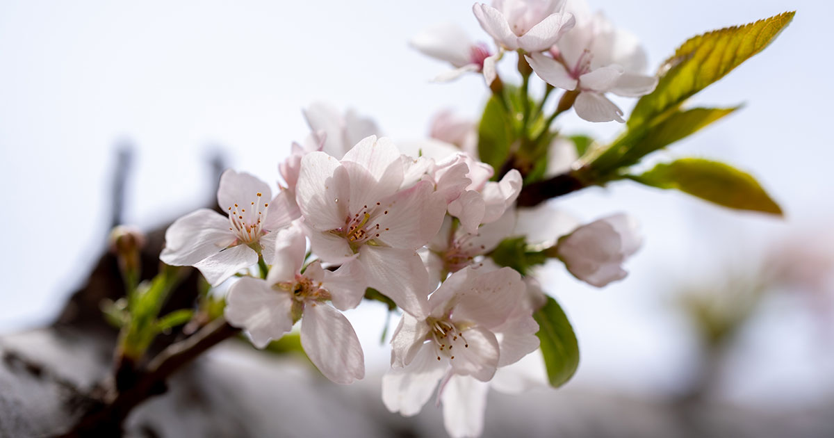 Who Paints Macon’s Famous Cherry Blossoms?