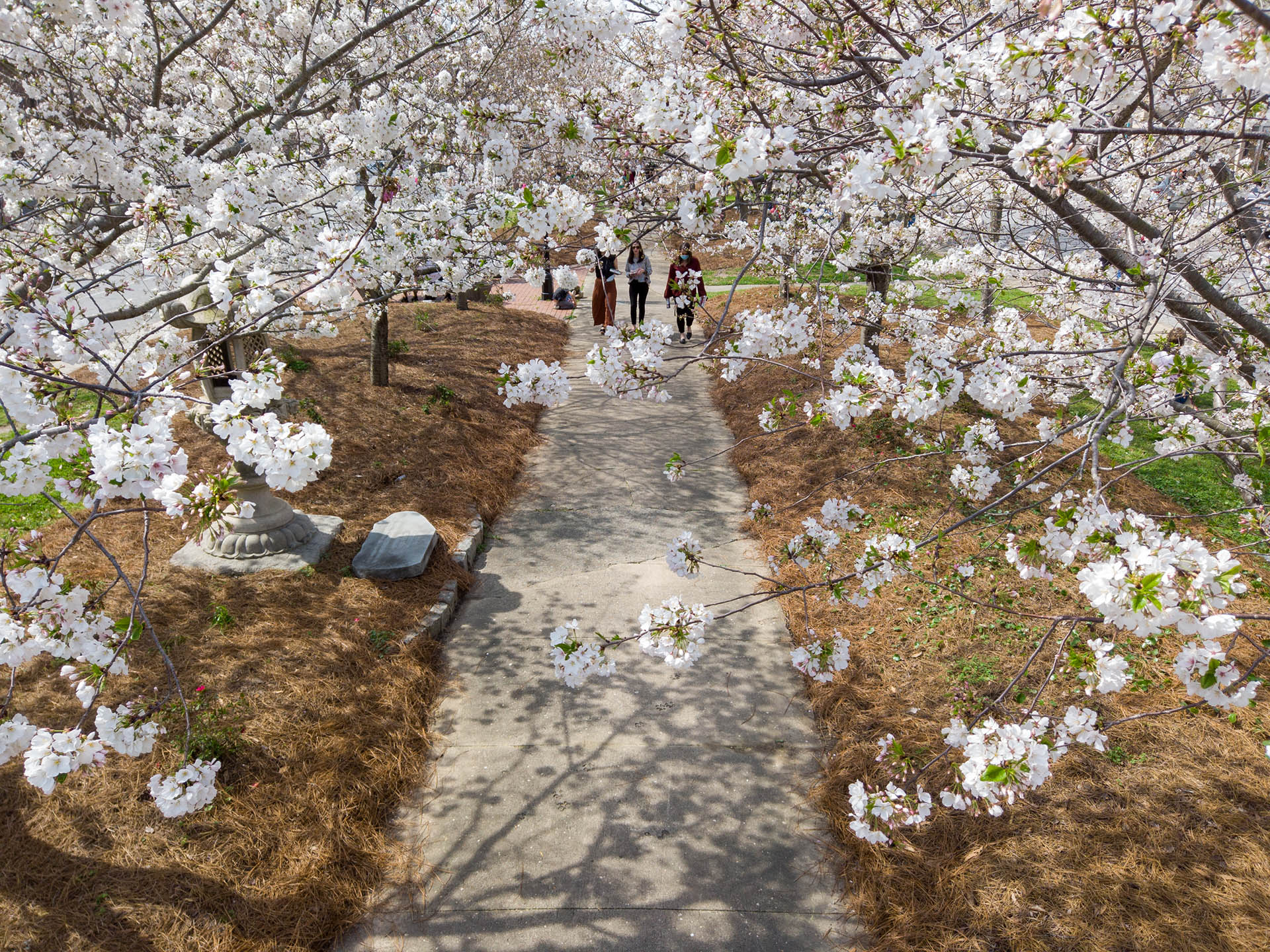 Cherry Blossom Festival Announces Closure on Friday, March 22